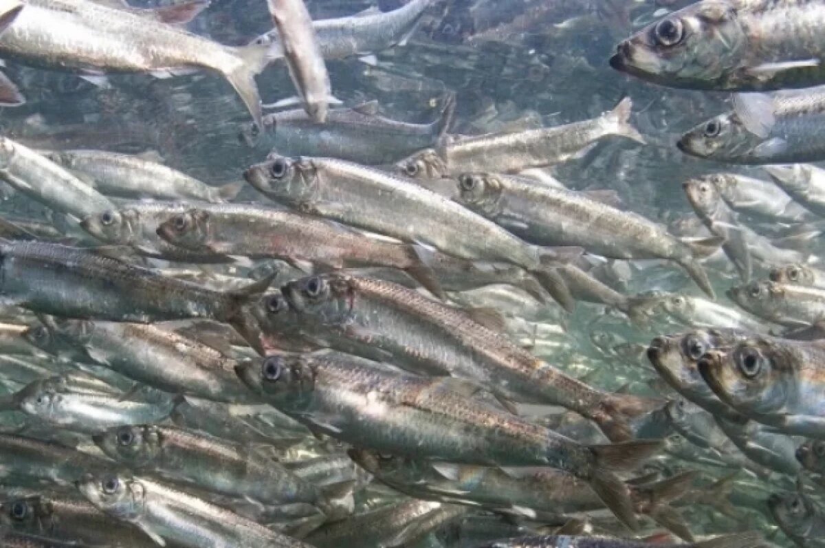    Запасы охотской сельди в Хабаровском крае растут, но риски остаются
