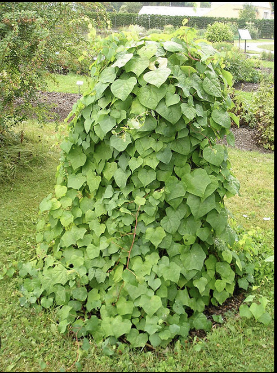 Фото из интернета для наглядности