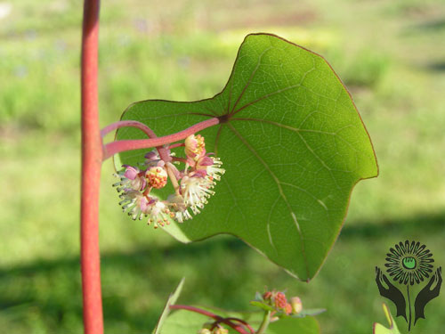 Луносемянник цветёт. Из сети для наглядности