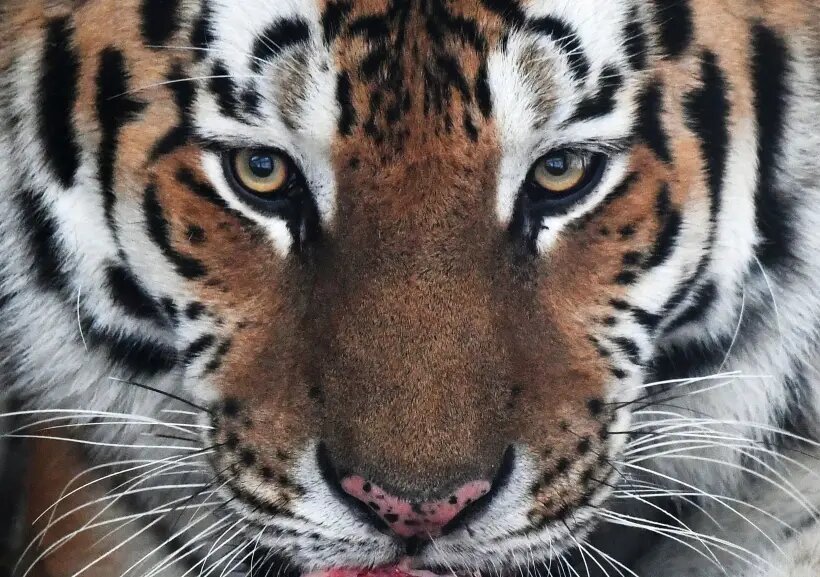     © РИА Новости Илья Наймушин