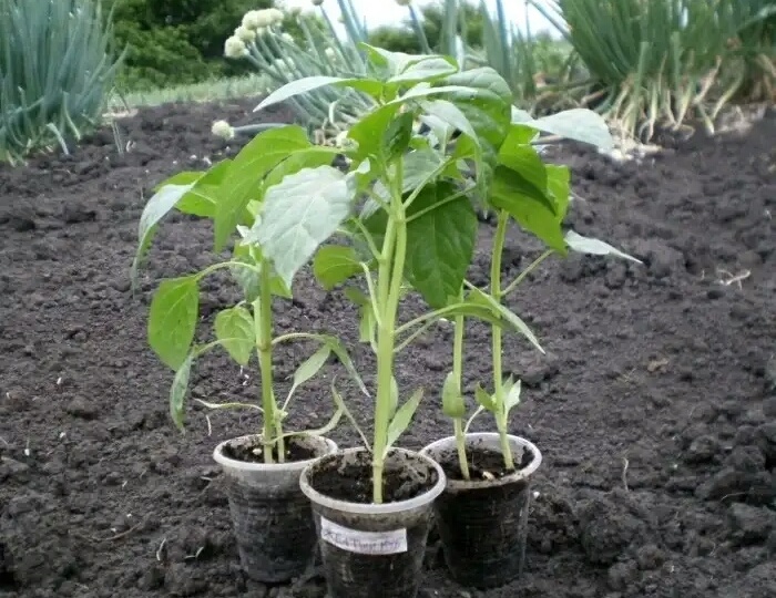 Выяснила идеальные сроки посева перца на рассаду: 3 момента - и ни разу не перерос, растет быстро, не чахнет и не желтеет. Сама удивилась