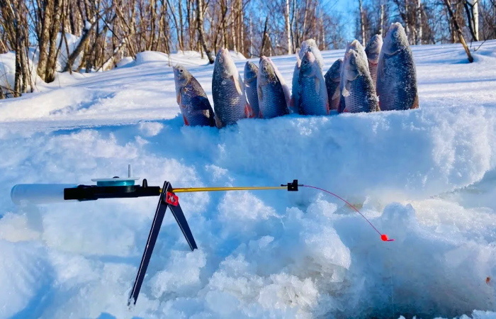 Невидимая преграда: какие запахи отпугивают рыбу зимой и как сохранить улов