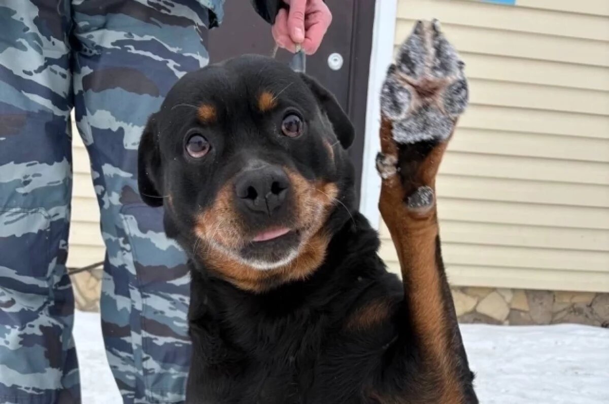    В Оренбурге ищут новых хозяев для служебных собак-пенсионеров