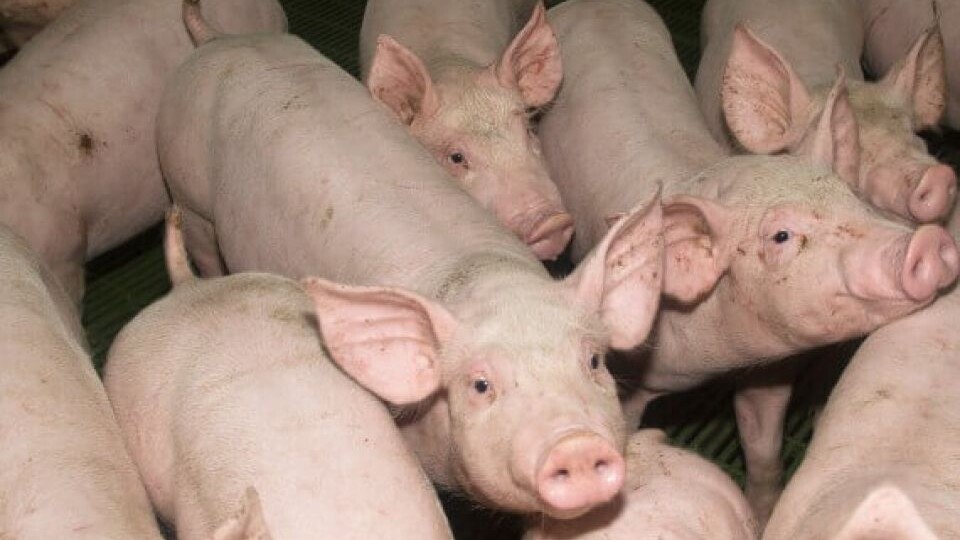 На крупнейших животноводческих предприятиях Алтайского края ввели карантин из-за пастереллеза