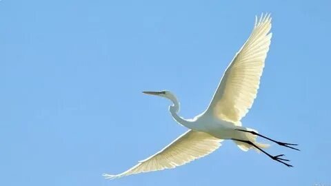 Журавлёнок. Фото из Интернета в свободном доступе. Благодарю автора!