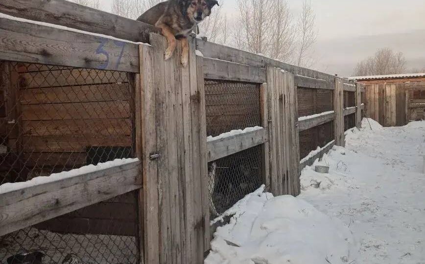 День Стольника. Крупе посвящается 🙏