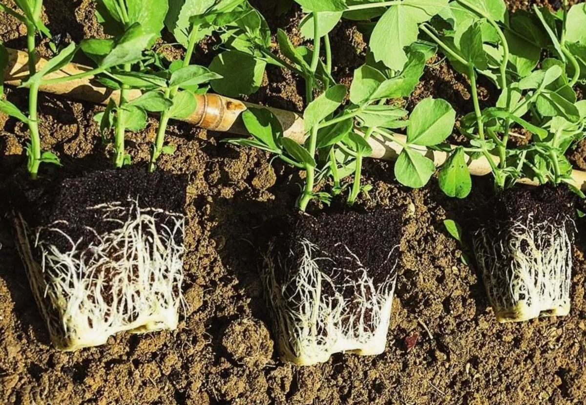 Источник фото: greentver.ru