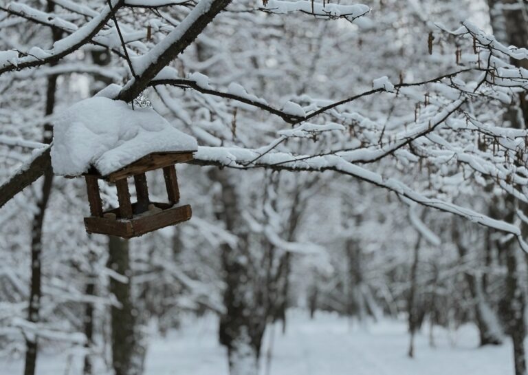    10 февраля в большинстве районов Оренбуржья ожидается снег Оренбуржье