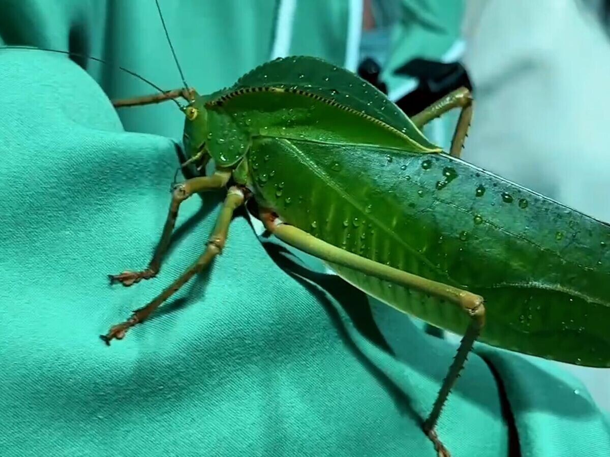    Самые большие в мире кузнечики в Приморском океанариуме | © t.me/primocean_aquarium