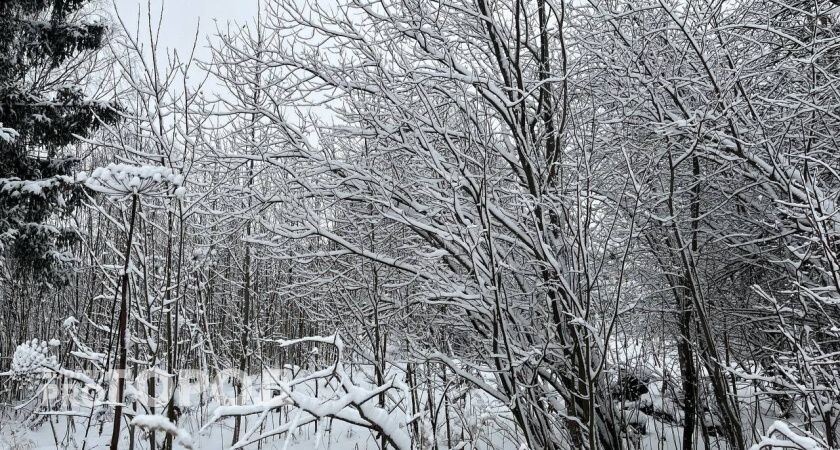 Небольшой снег и мороз до -33 градусов: синоптики рассказали о погоде в Коми на 10 февраля