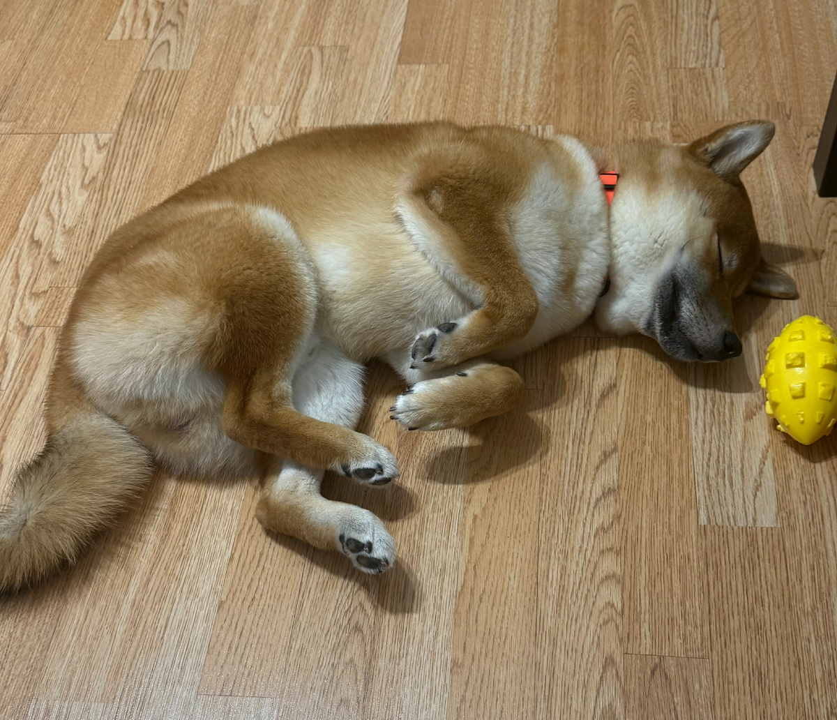 Догрыз палку,устал и завалился спать.