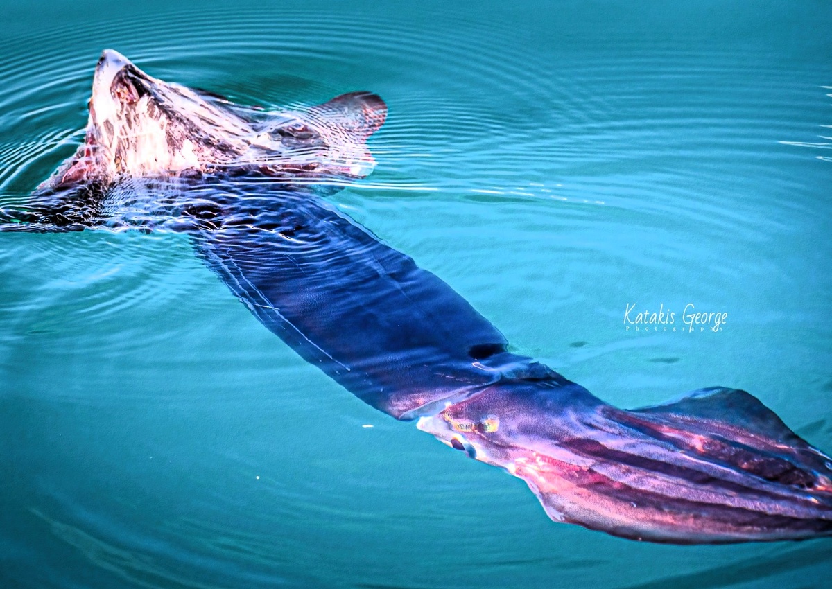 Этот красавец плавал в море у пристани в Ретимно 24 января. Фото - Giorgos Katakis, facebook.com/giorgos.katakis