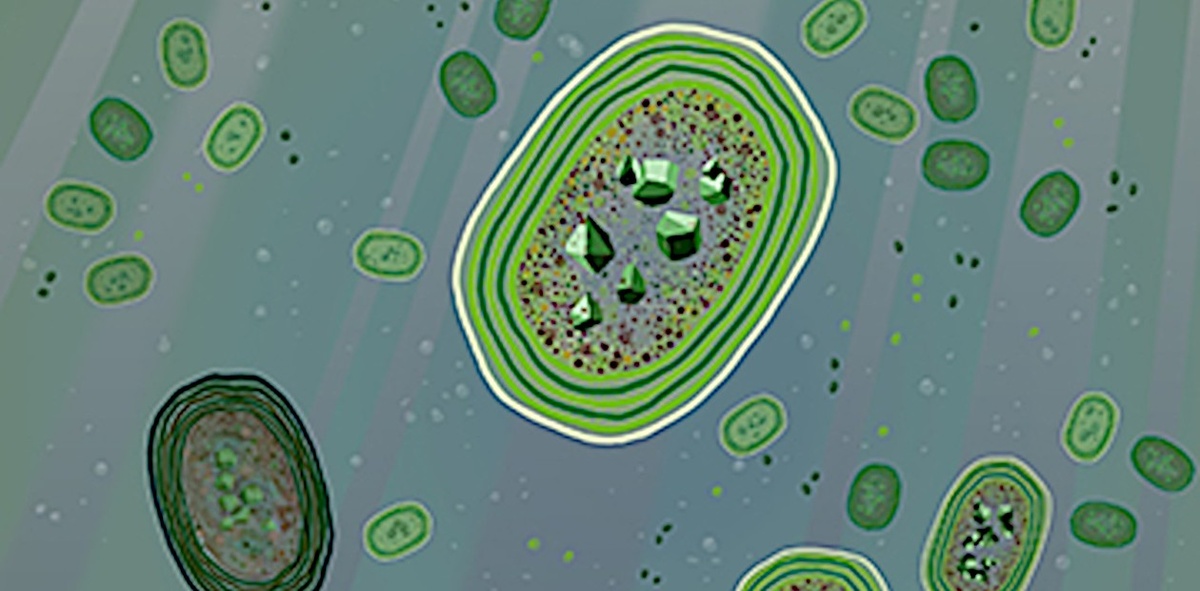 Цианобактерии – первые земные фотосинтезирующие организмы