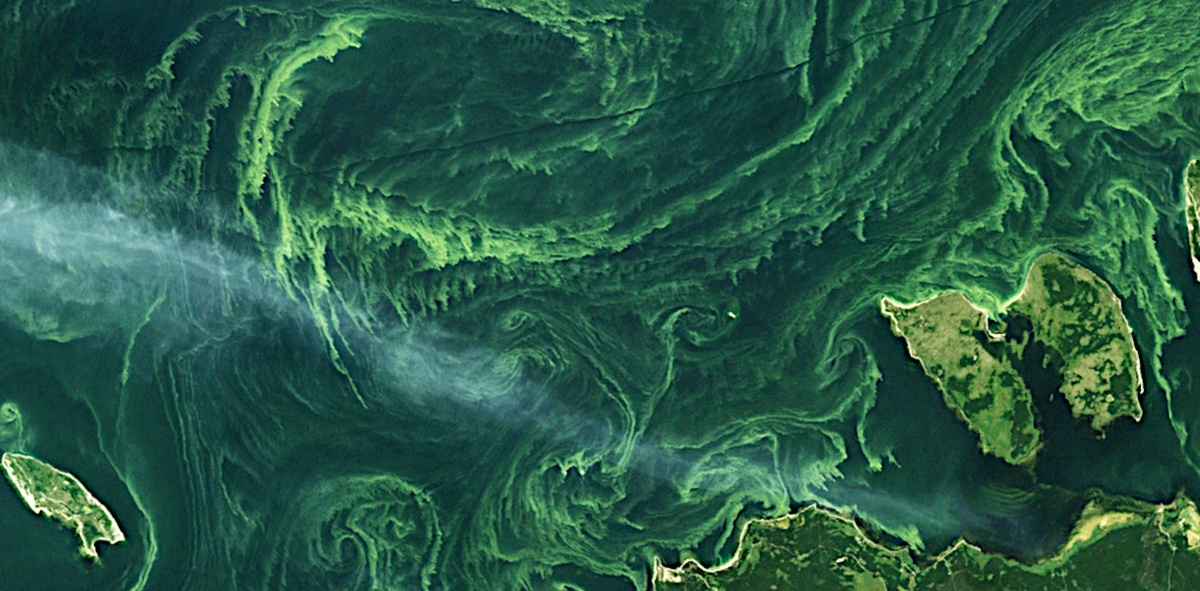 «Цветение» (бурное размножение) цианобактерий у побережья Эстонии. 16 июля 2002 г. © СС ВУ 2.0/Mapbox