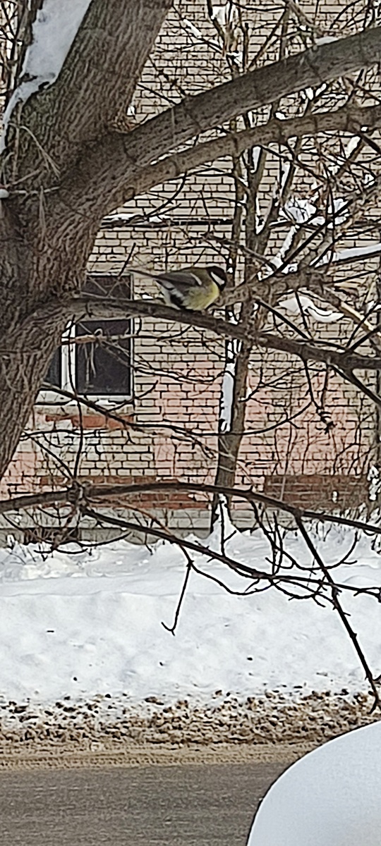 Пухлая синица за окном