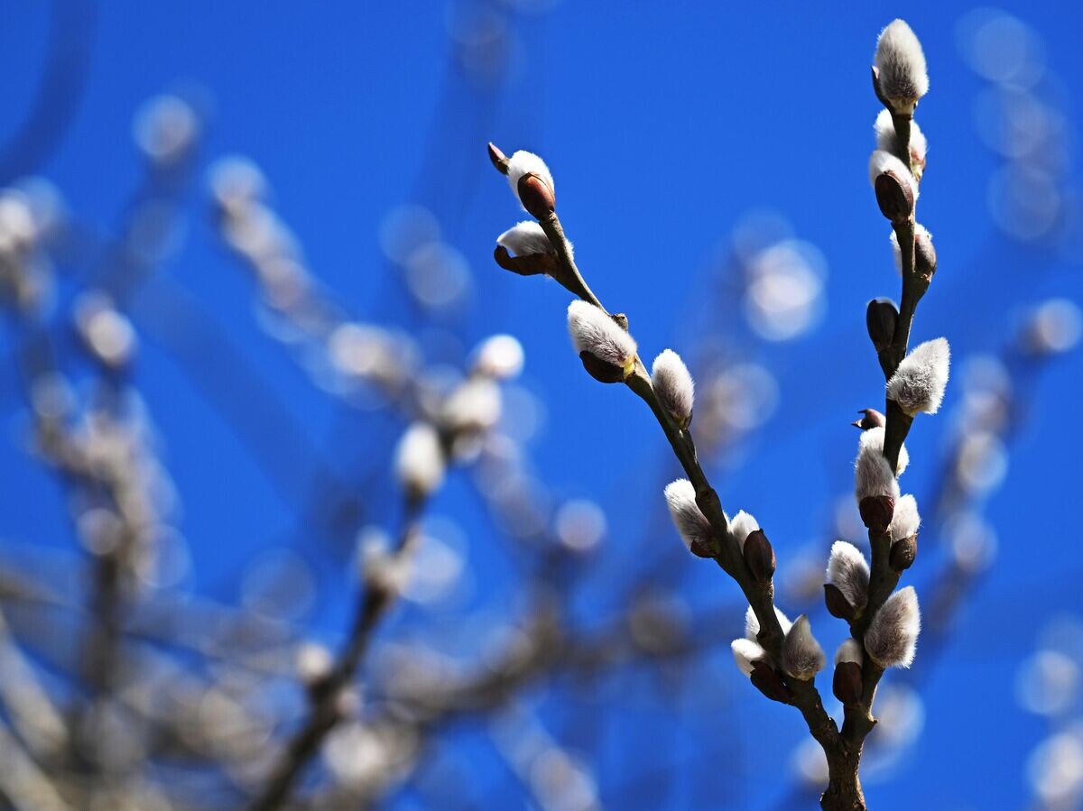    Верба | © РИА Новости / Пелагия Тихонова