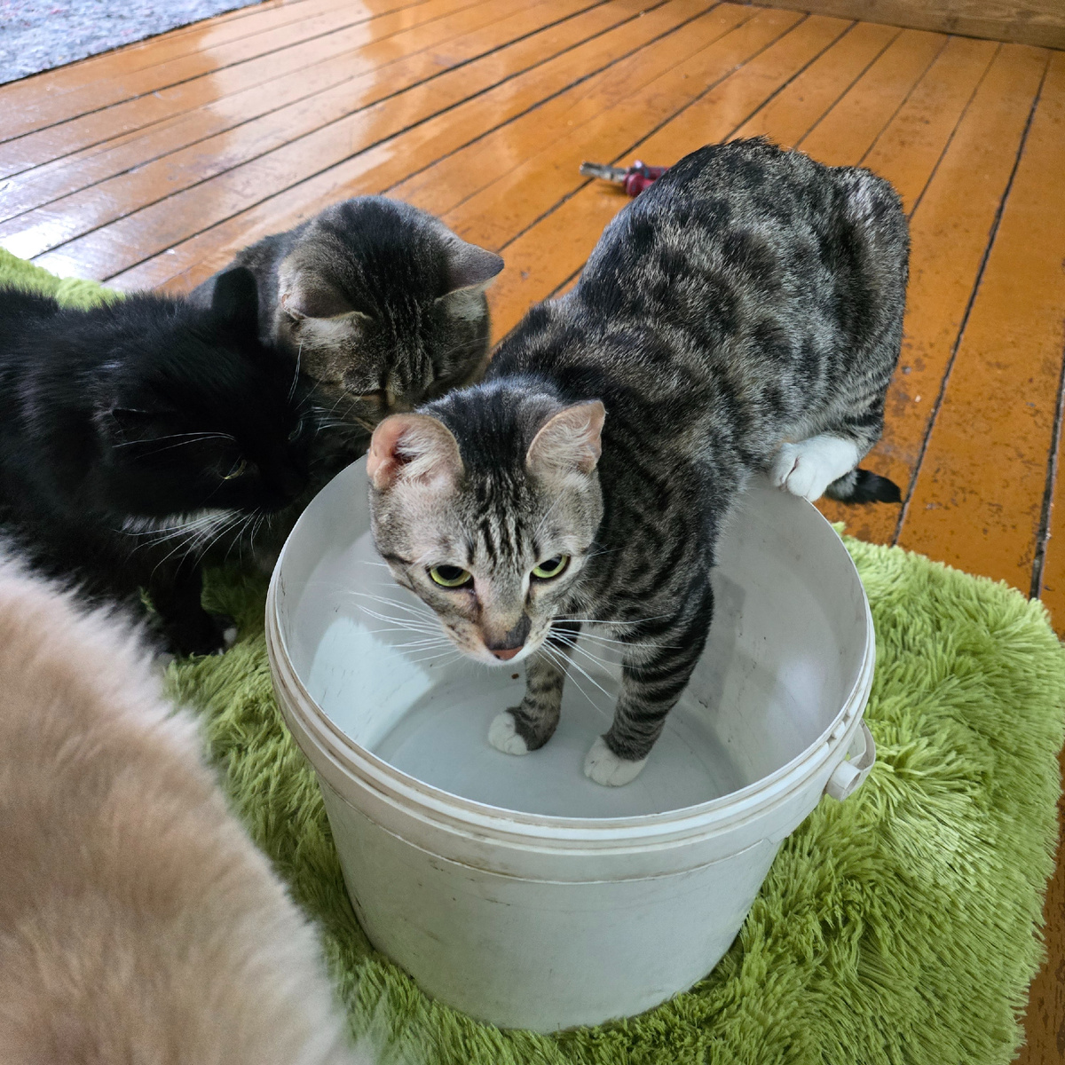 полосатый малыш освоил ведерную науку идеально