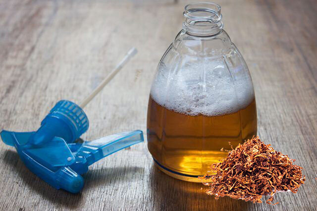 И в жидком виде это средство придёт на помощь любому огороднику и садоводу