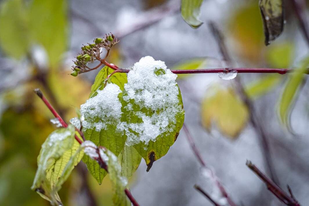 Фото: ИЗВЕСТИЯ/Константин Кокошкин
