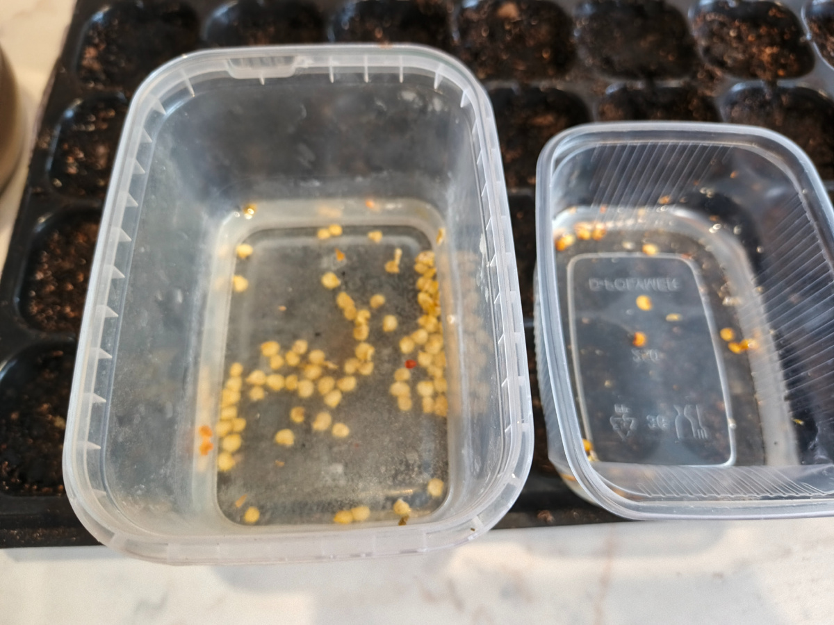 Фото автора. Семена заготовленные мной в прошлом году.