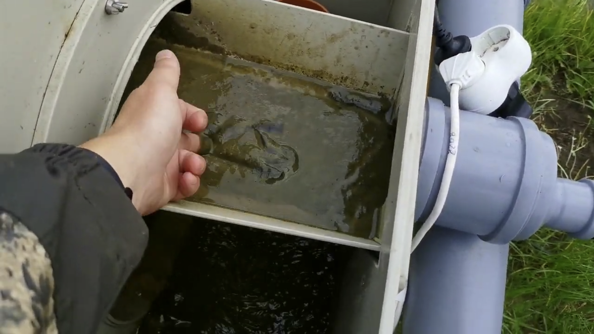 Больше чем за месяц барабанный фильтр в пруду сделал свое дело