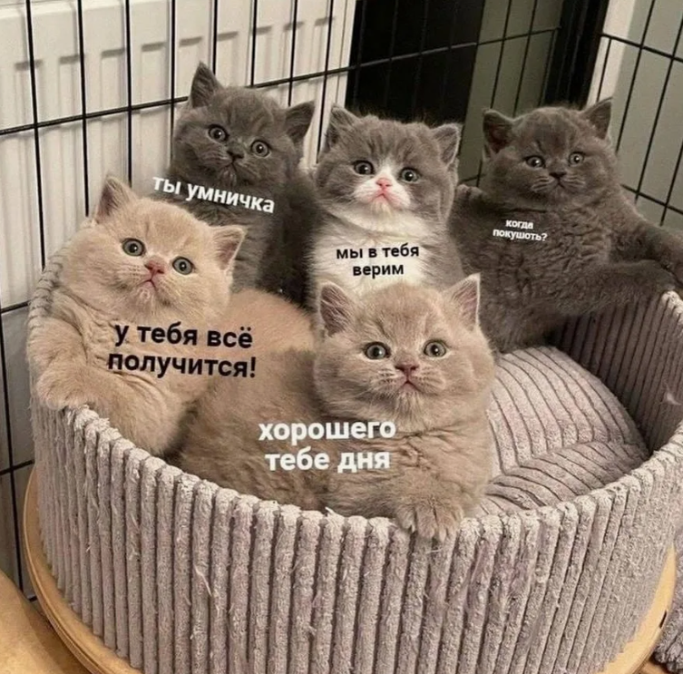 мои мотиваторы и вон тот серенький в правом углу - Ника :)