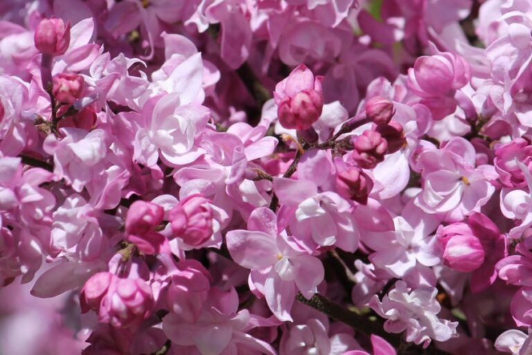 Сирень "Олимпиада Колесникова"