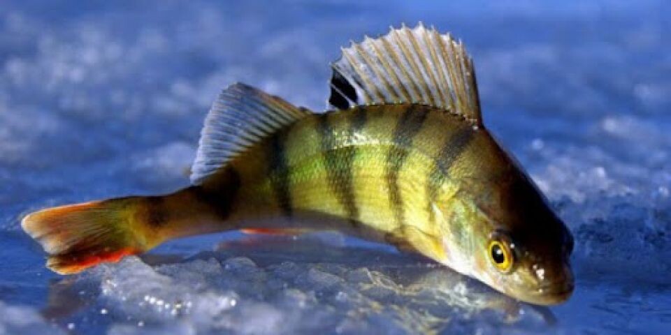    Один из полосатых обитателей Большого озера. Фото из интернета