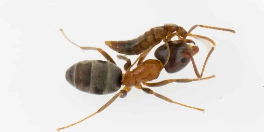 Жуки в муравейниках отказались от своего запаха, чтобы паразитировать