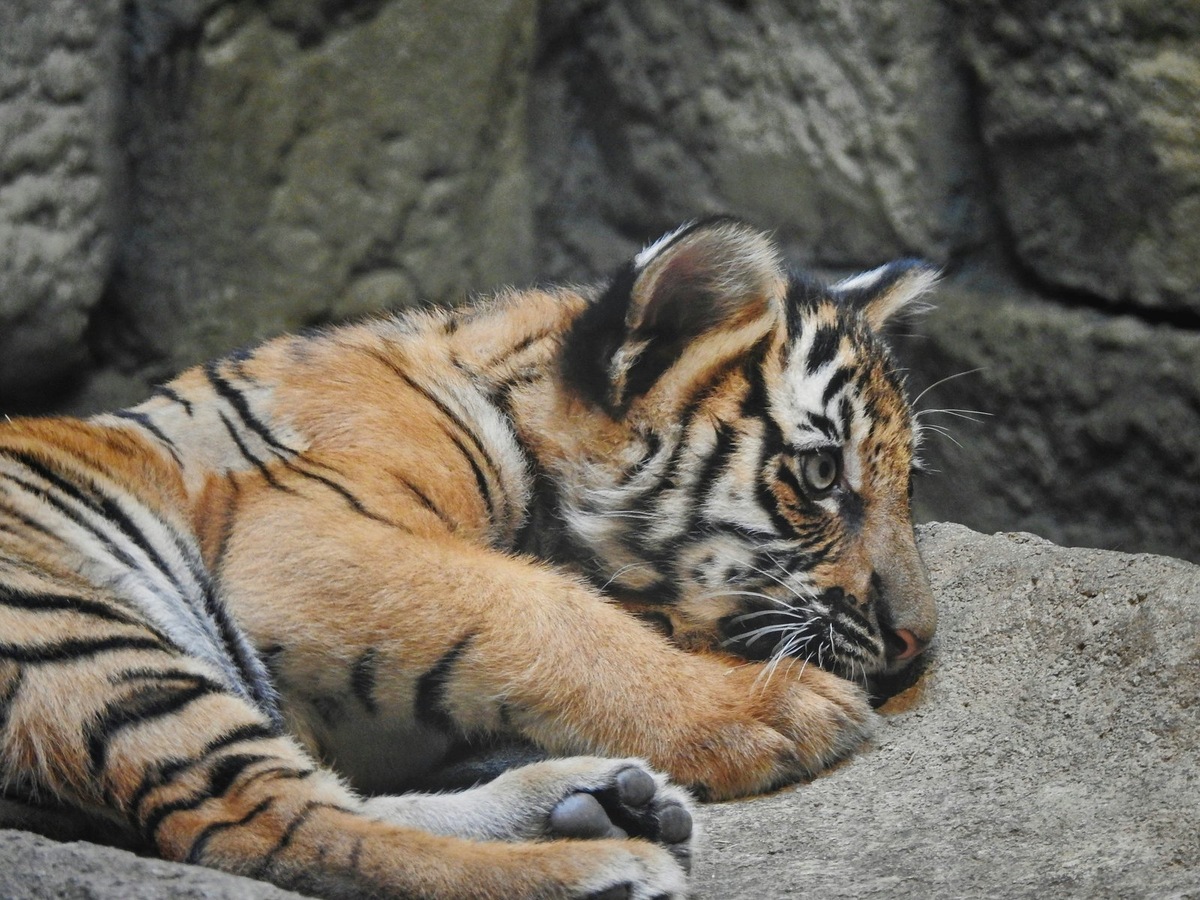    Молодые амурские тигры требуют особого ухода и специального рациона для восстановления