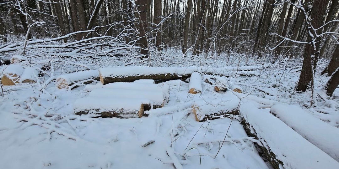 В парке «Дружба» незаконно вырубили 15 деревьев