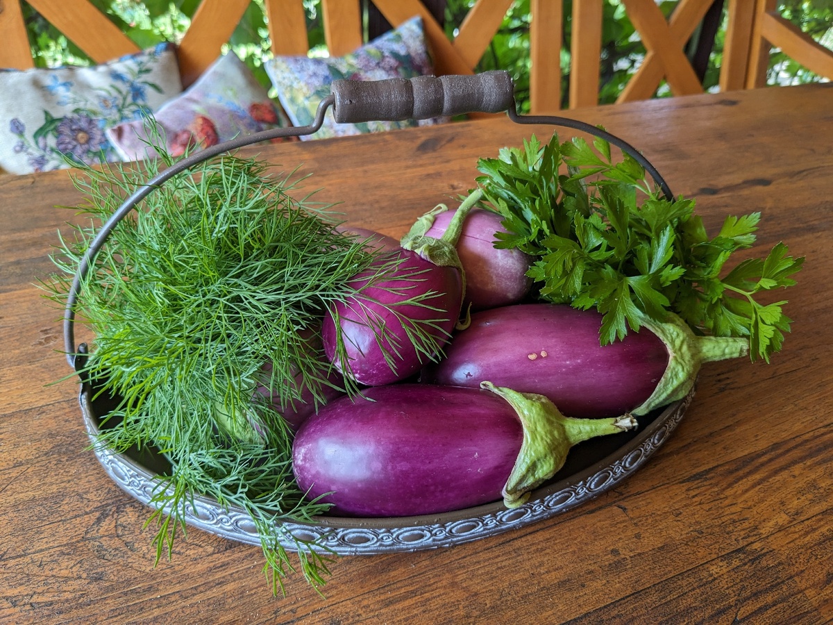Баклажаны, сорт "Медальон" прекрасно подходят для контейнерного выращивания