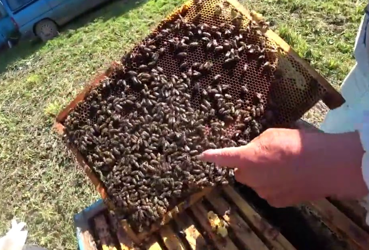 Замена матки без потери меда: почему нельзя надеяться на свищевых