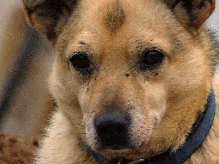 🐶 Боб: Короткие лапки, большое сердце – и куча любви в придачу! 🐶