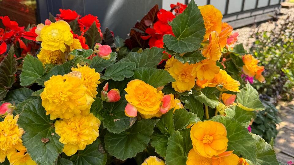 ЭТИ БЕГОНИИ ЦВЕТУТ до ЗАМОРОЗКОВ! ИХ ЕЩЕ НЕ ПОЗДНО ПОСЕЯТЬ, чтобы любоваться весь 2026