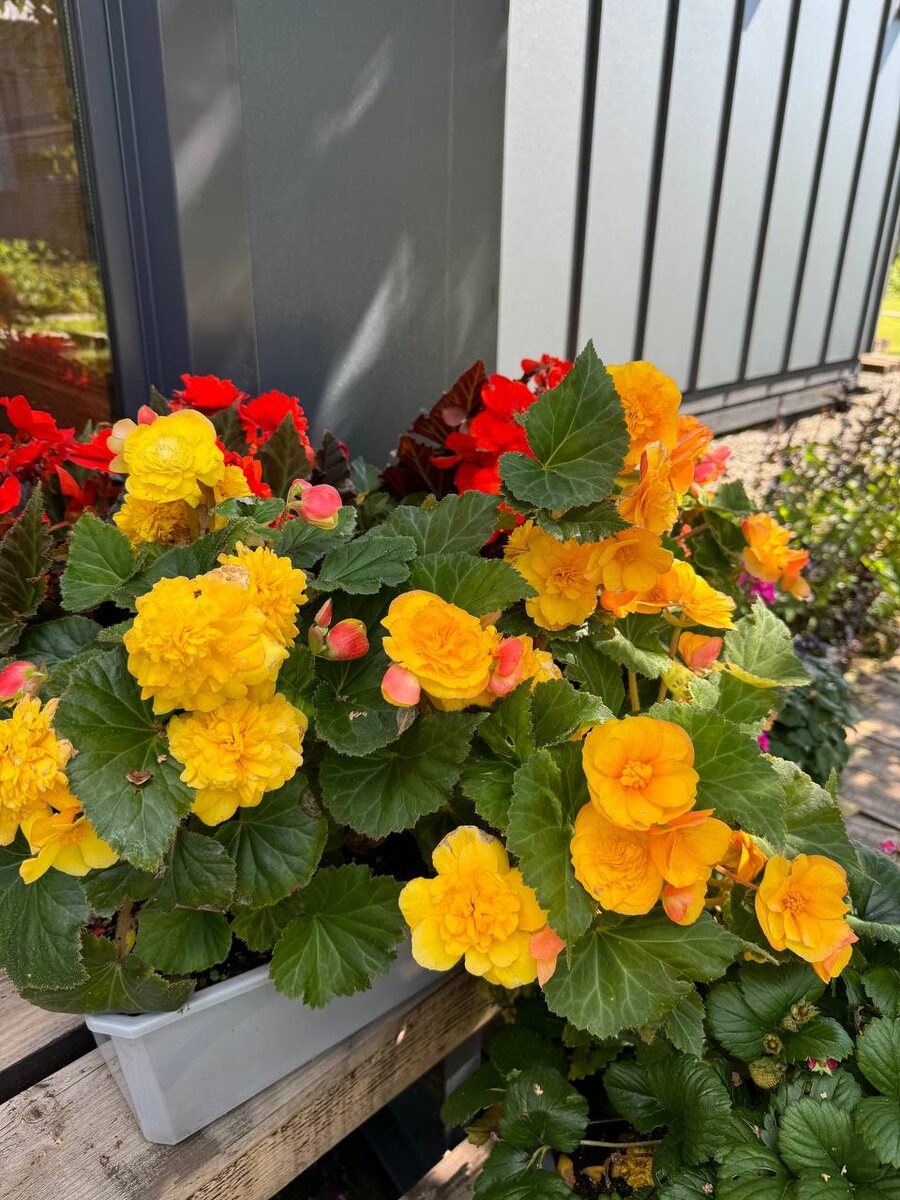 Клубневые бегонии Нонстоп, Нонстоп Мокка и Фортун от Семена Алтая