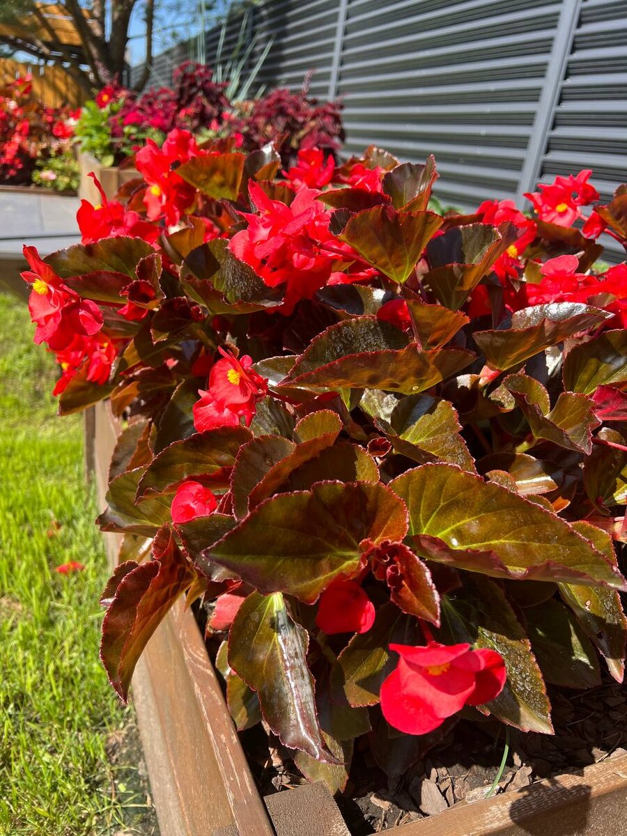 На фото Бегония Биг Делюкс Ред бронз