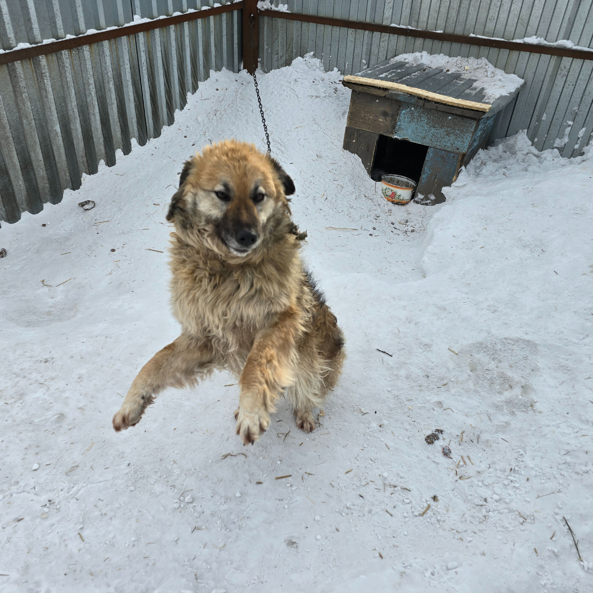 в глазах столько грусти и надежды