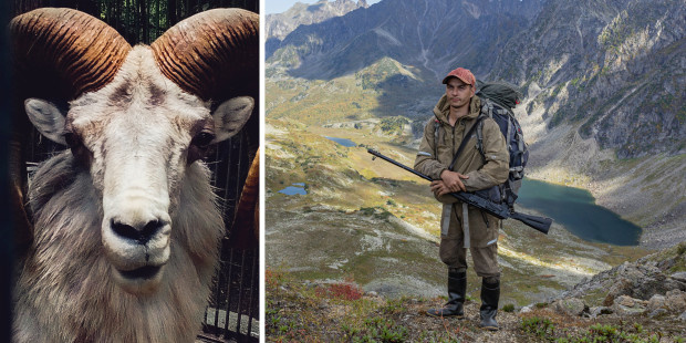 Браконьерство — главная угроза для аргали. Фото (слева): Егор Каптюк, участник конкурса РГО «Самая красивая страна» Фото (справа): Олег Галикаев, участник конкурса РГО «Самая красивая страна»