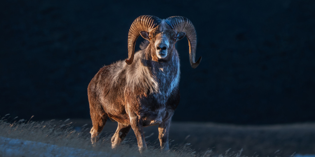 Кто и как угрожает аргали и как спасти краснокнижных баранов?