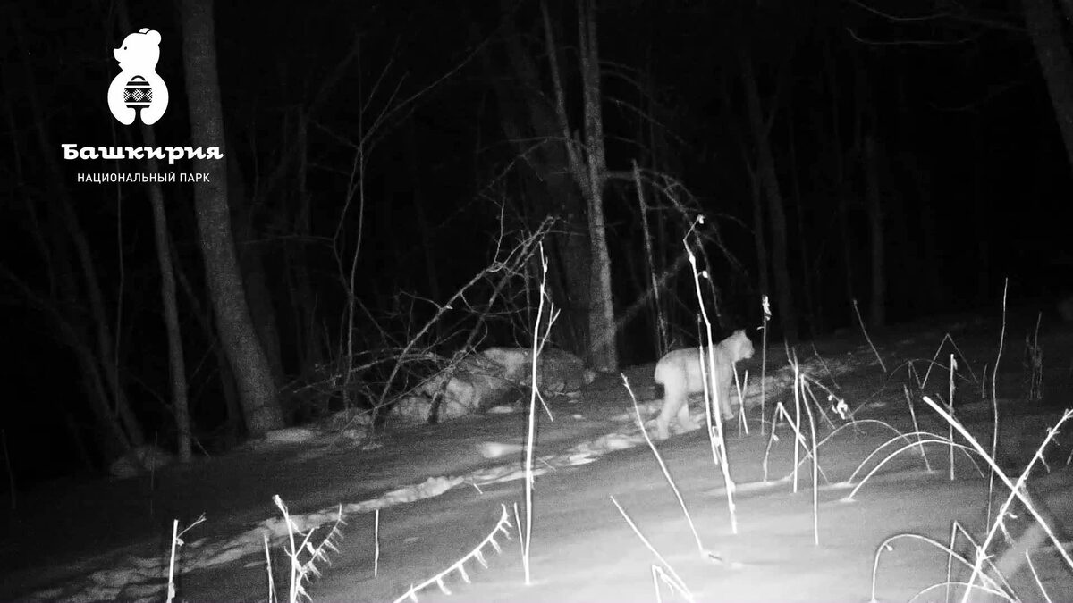    Ночная охота рыси попала в объектив фотоловушки в Башкортостане