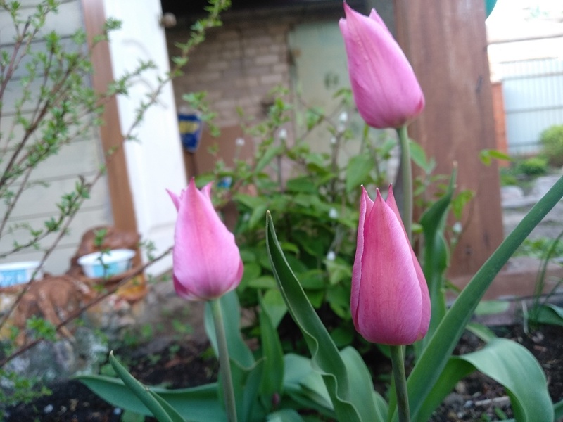 На фоне клематиса. Московская область