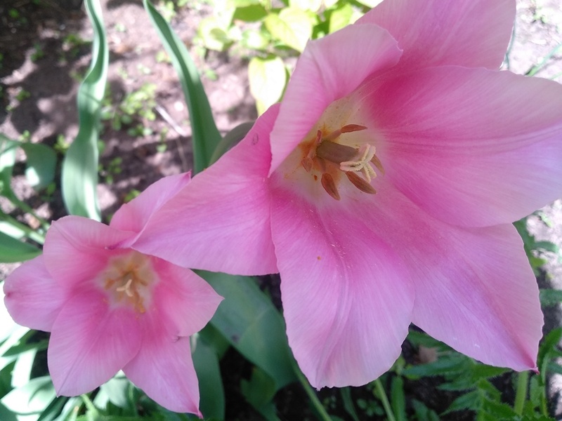 Цветок похож на лилию, согласитесь