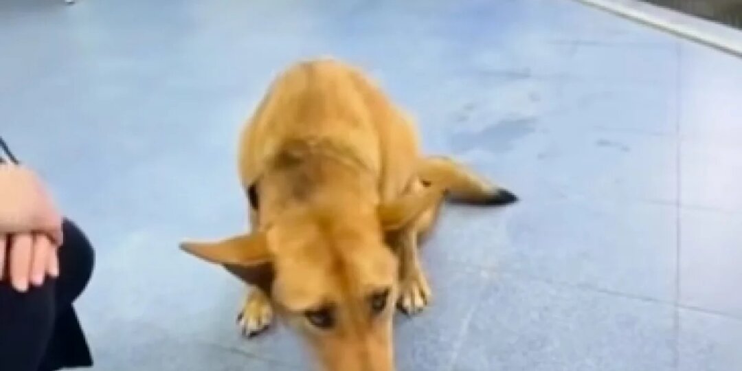 В Твери спасают собаку, которая ползала в сильный мороз на передних лапах