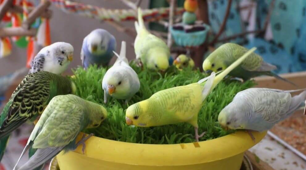 В природе волнистые попугаи никогда не бывают одни