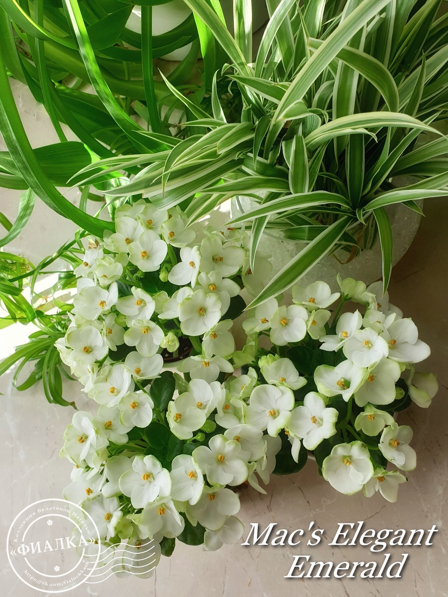 Этот сорт тоже цветет бесконечно, но о зеленушках будет отдельная публикация!