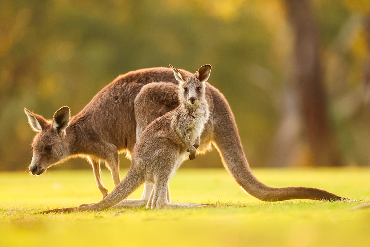SouthWestImagesAus / Shutterstock / FOTODOM📷Поскольку кенгуру не различают особей, то одинаково заботятся как о своем потомстве, так и о других кенгурятах