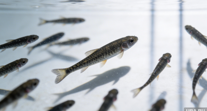    Фото youtvnews.com