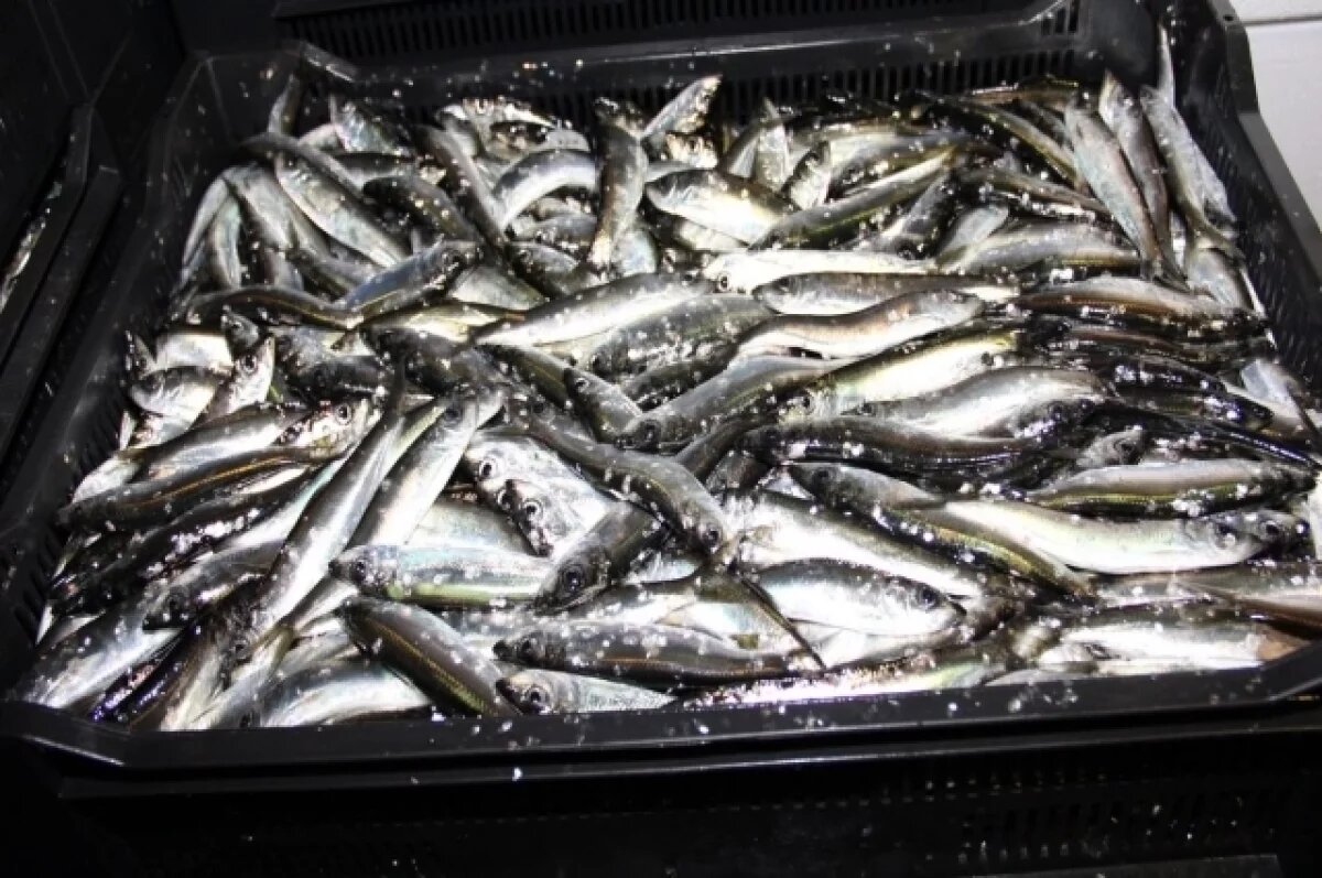    В популярной сельди «Матье» из Приморья нашли стафилококк и листерию