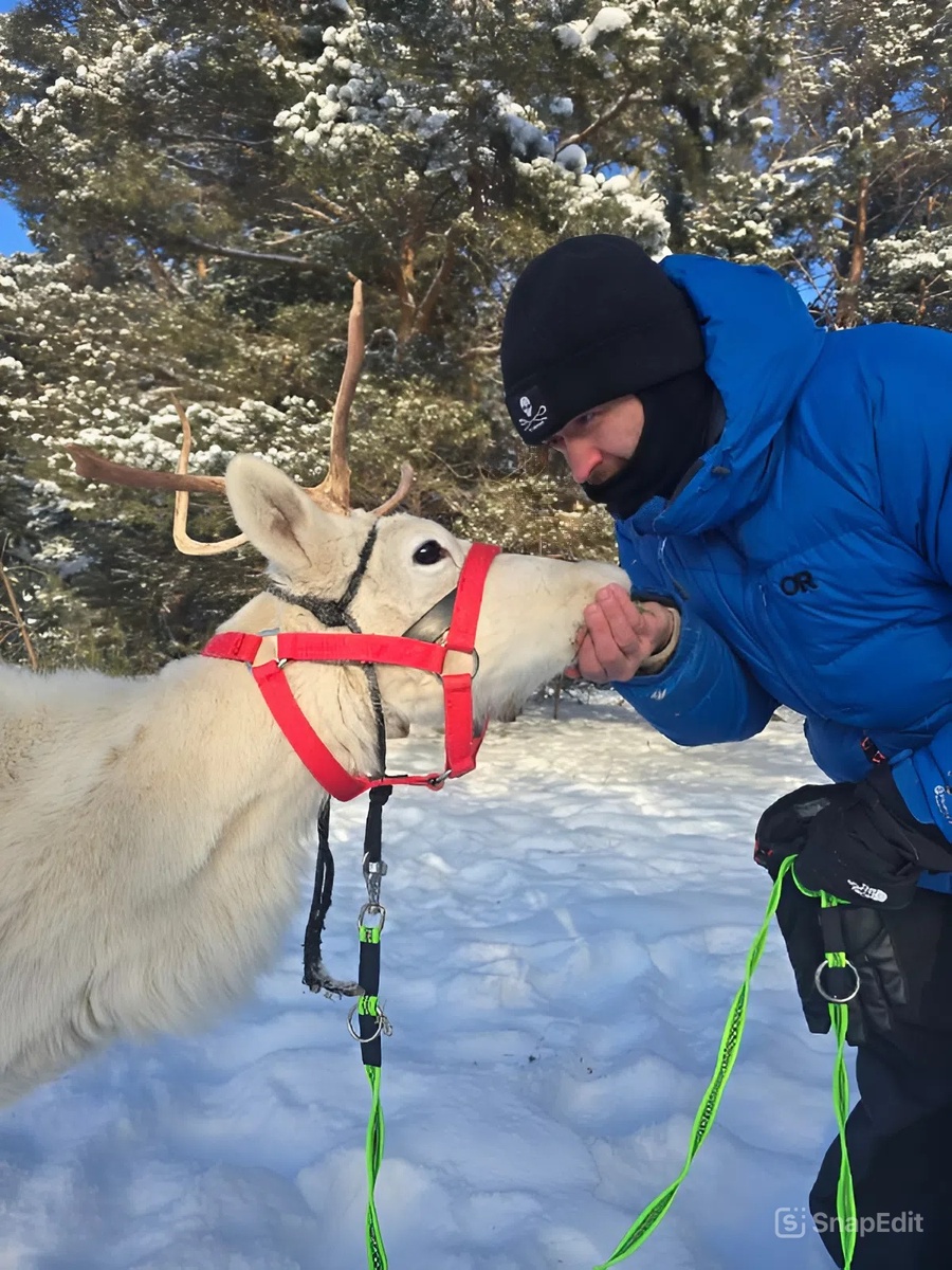    Бегают по лесу и едят ягель: основатель центра спасения животных подарил дом двум северным оленям
